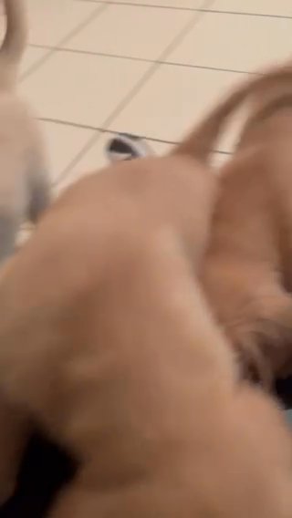 GOLDEN RETRIEVERS PUPPIES FOR SALE in Queens, New York