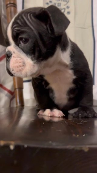 Mini English Bulldog in Spring Hill, Florida