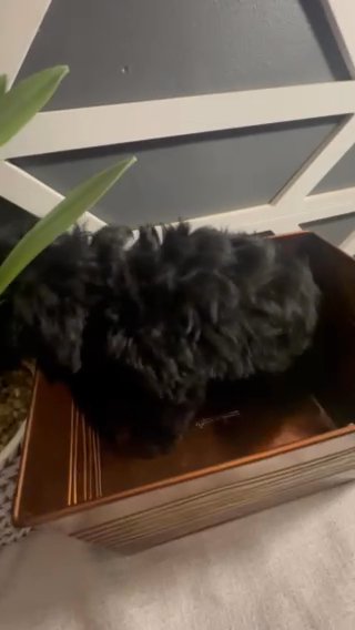 Black Cavapoo Puppies in Euclid, Ohio