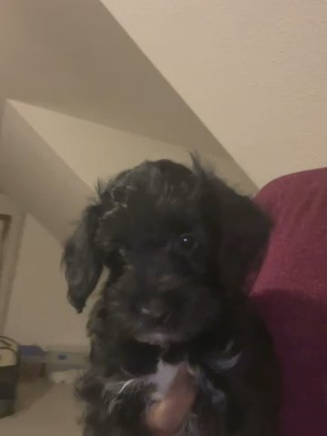 Male Yorkipoo in Brandermill, Virginia