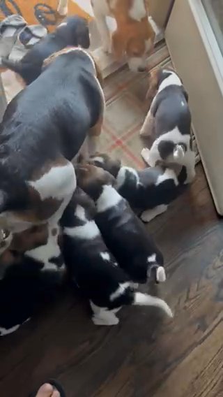 Beagle Puppies in Arlington, Texas