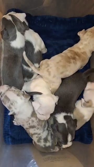 Classic/standard American Bullies in Greenwood, South Carolina