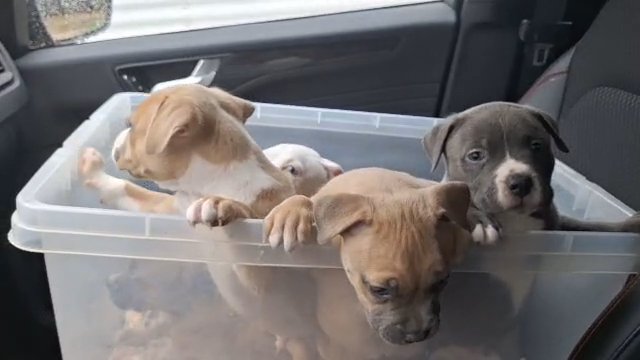 Classic American Bullies in Greenwood, South Carolina