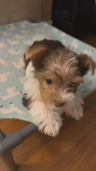 Yorkie Female in Lowell, Massachusetts