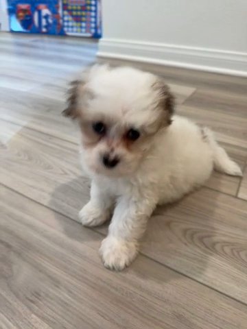 Maltipoo in Lake Elsinore, California