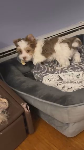 Yorkie Male Parti Merle in Lowell, Massachusetts