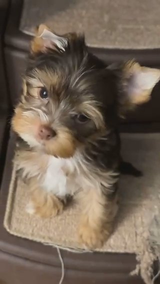 Yorkie Female Chocolate & Tan in Lowell, Massachusetts