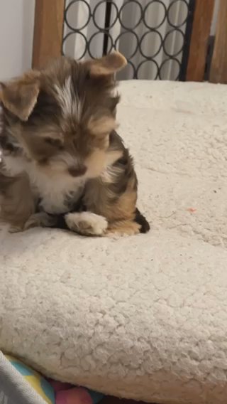 Yorkie Female Chocolate & Tan in Lowell, Massachusetts