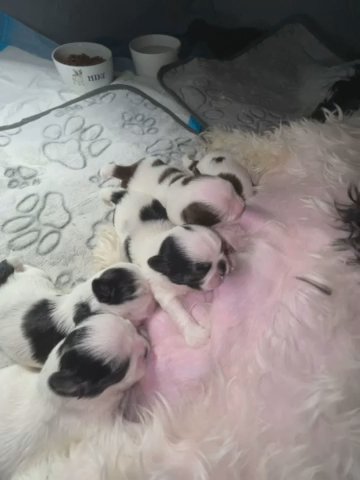 ??Adorable Pure Bred Shih Tzus ?? in Dallas, Texas
