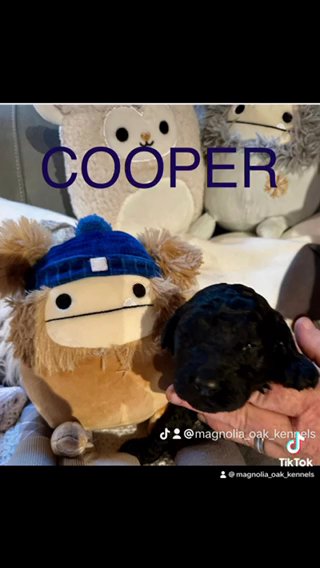 CKC F1b GOLDENDOODLE PUPPIES in Crossville, Tennessee