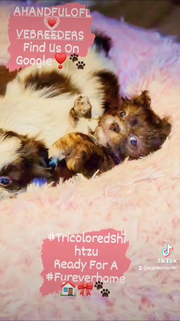 Shihtzu Puppies ALL SOLD in Burlington, North Carolina