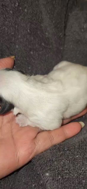 We call her Blanca in Burlington, North Carolina