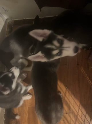Siberian husky Puppies in New York City, New York