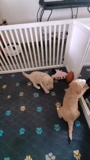 F1BB labradoodle male puppy in St. Charles, Missouri
