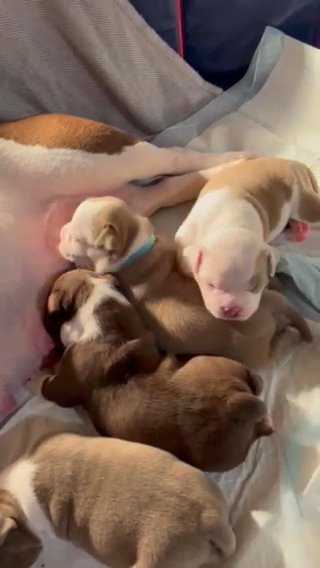 American Bullies in Tampa, Florida
