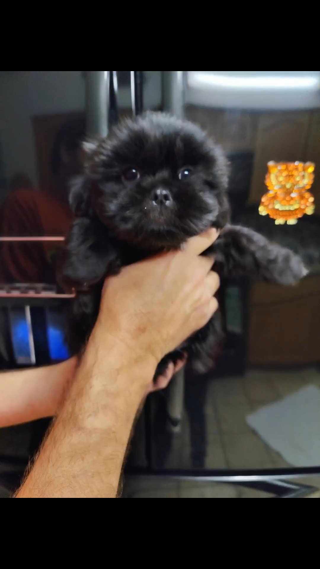 shih Tzu puppies in Mount Dora, Florida