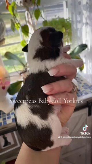 Milo in Clarksville, Tennessee