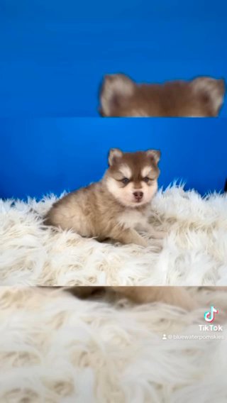 Pomsky Puppies in Port Huron, Michigan