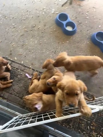 Golden Retriever Puppies in Silver Springs Shores, Florida
