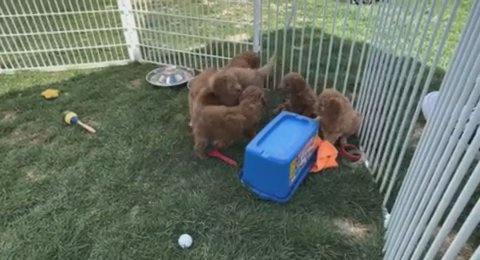 Mini Goldendoodle in New York City, New York