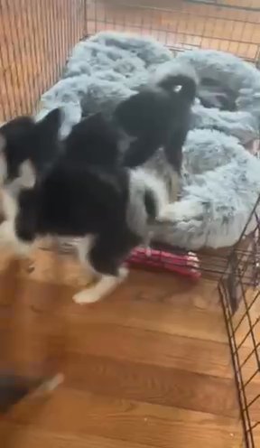 3 Month Pomsky Puppies For Sale in Warwick, Rhode Island