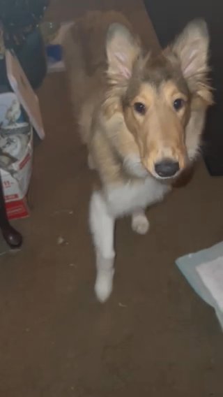 nala the rough collie in Dayton, Ohio