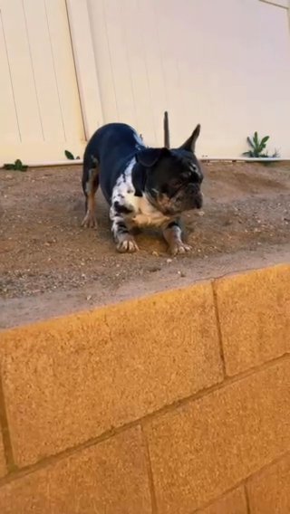 DRAKE STUD FEE in Ontario, California