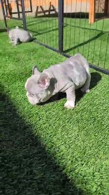 Lilac Merle Boy in Las Vegas, Nevada