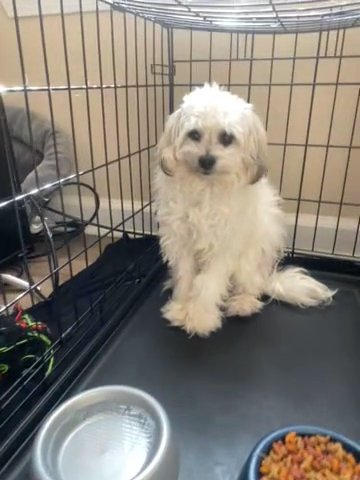 Maltese/Shih Tzu Dog in Fayetteville, North Carolina