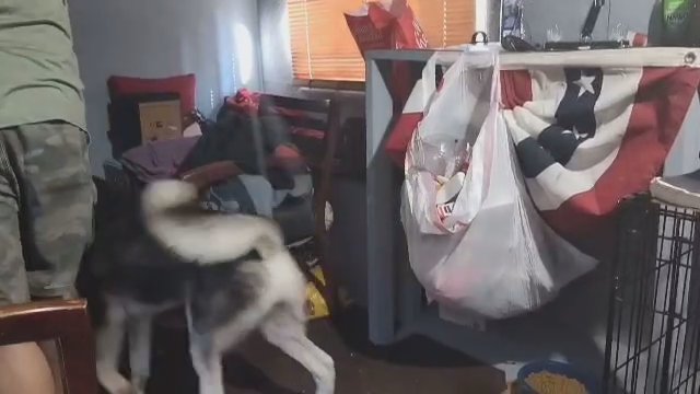 husky for adoption in Houston, Texas