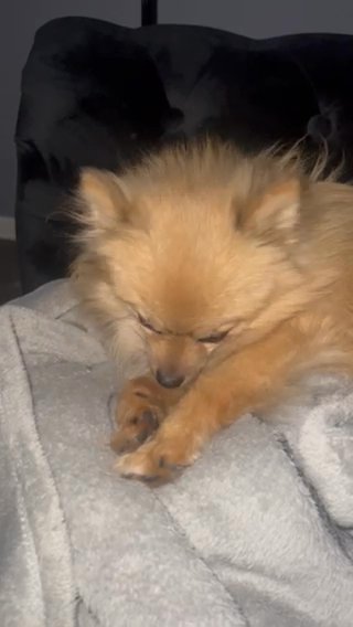 Rehoming Pomeranian dog in Philadelphia, Pennsylvania