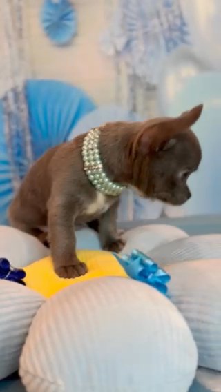 ???Pete???chihushua Puppy in Brooklyn, New York