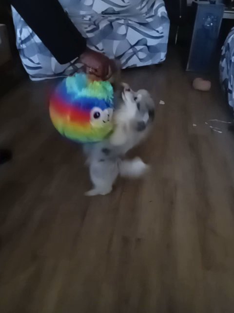 Pomeranians Dancing in Montgomery, Alabama