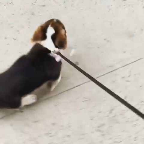 Healthy Beautiful Corgi Puppy in Washington, District of Columbia