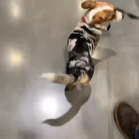 Beautiful Female Corgi Puppy in Dallas, Texas