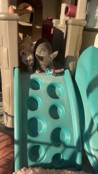 AKCFrenchies Bulldog in Fontana, California