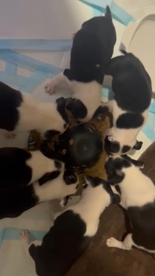 Boston Terriers in Macon, Georgia