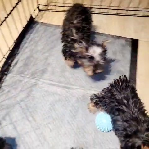 CKC BOY PUPPY (RED BOY) in Moreno Valley, California