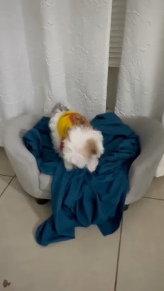 Morkie in Dallas, Texas