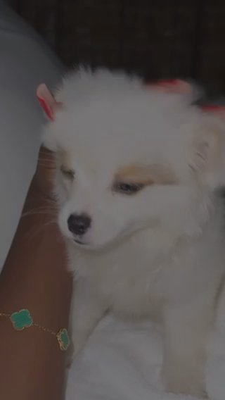 Pomchi For Sale in Falmouth, Maine