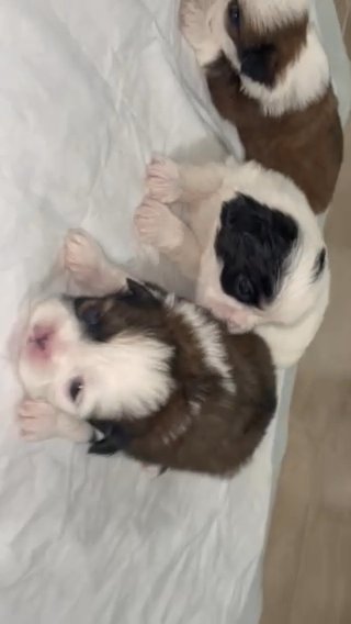 Pure Brees Shih Tzu puppies in Sacramento, California
