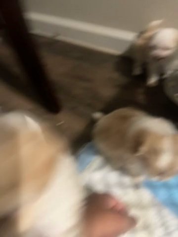 little maltsh in Sacramento, California