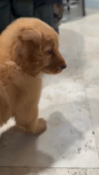 Red Golden Retriever in Delano, California