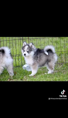 Ash-F4 Pomsky in Baton Rouge, Louisiana