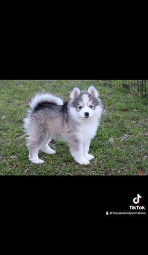 Cinder-F4 Pomsky in Baton Rouge, Louisiana