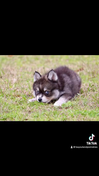 Sebastian-F4 Pomsky in Baton Rouge, Louisiana