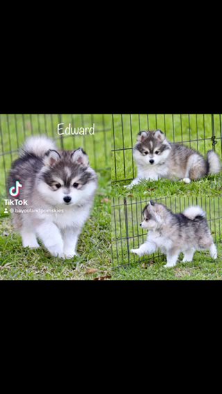 Edward-F4 Pomsky in Baton Rouge, Louisiana