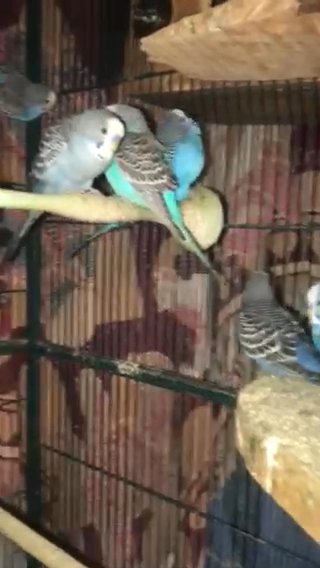 Parakeets For Sale in Wilmington, Delaware