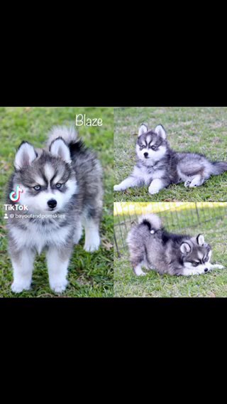 Blaze-F4 Pomsky in Baton Rouge, Louisiana