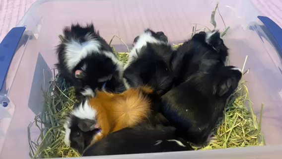 Baby Guinea Pigs in Baltimore, Maryland